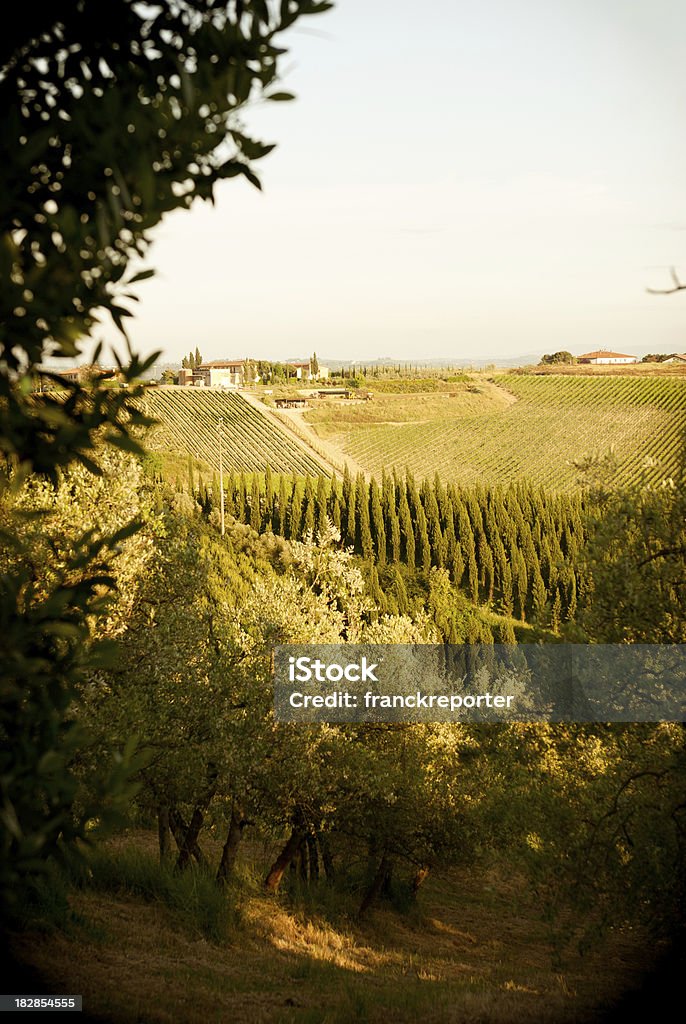 Paesaggio della Toscana con vigneto del chianti, Italia - Foto stock royalty-free di Agricoltura