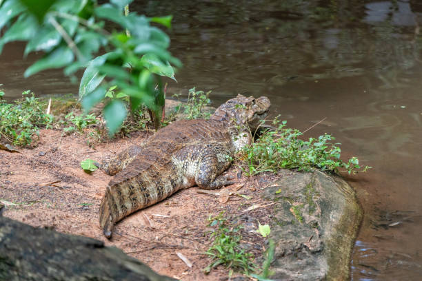 istock Crocodile in  tropical forest in latin America. 1828545607