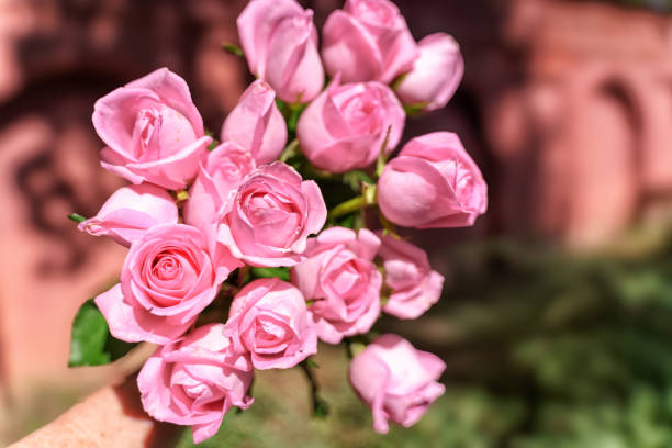 Blooming pink rose flowers in a garden,close up