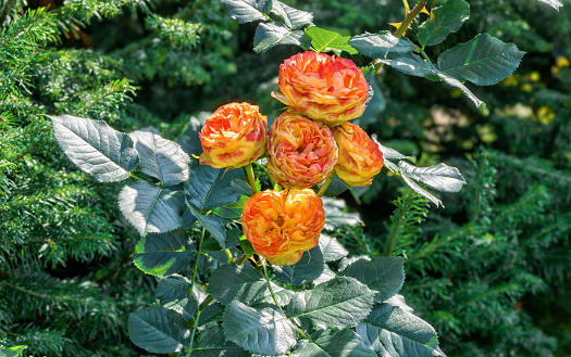 Blooming orange rose flower in a garden,close up