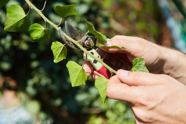 istock Gardening work on pruning plants. Pruner in hand 1828545672