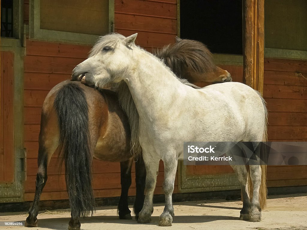 Braun und Weiß Shetland-Pony-Kratzen gegenseitig - Lizenzfrei Braun Stock-Foto