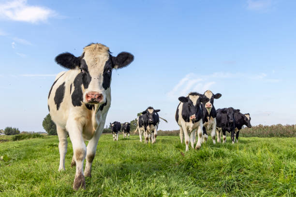 Cow calf approaching, towards and oncoming in a group, a herd walking in a pasture field