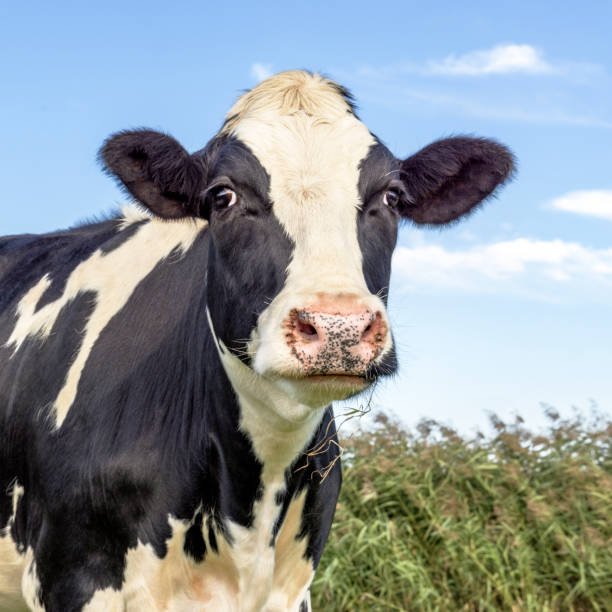 istock Cute cow, dreamy eyes, black and white, a blue sky 1828546265
