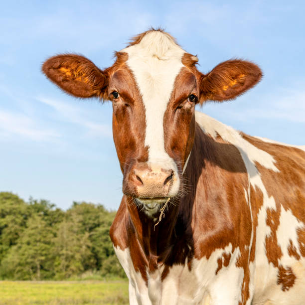 istock Cow portrait, a cute young red one, white blaze looking friendly 1828546266
