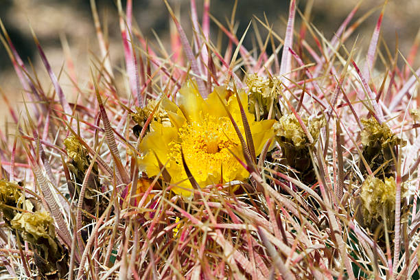 Cactus Flower Cactus FlowerClick here to view my other flower and plant images: sonoran desert cactus prickly pear cactus single flower stock pictures, royalty-free photos & images