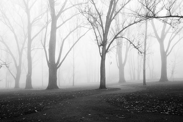 туман сцены - bare tree environment nature boise стоковые фото и изображения