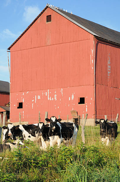 istock Cows on dairy farm near red barn 182854964