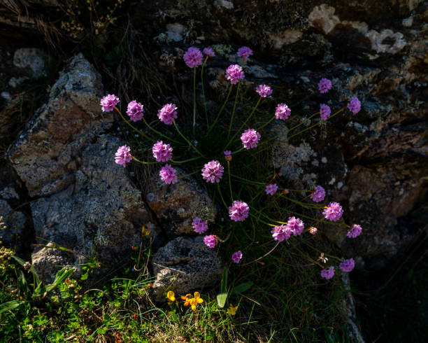 Thrift stock photo