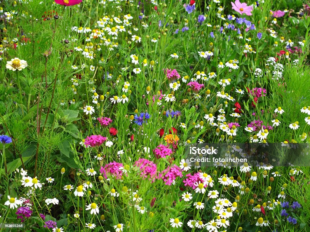 Wildblumen - Lizenzfrei Allergie Stock-Foto
