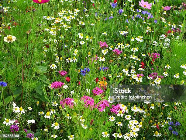 Wildflowers - Fotografias de stock e mais imagens de Alergia - Alergia, Amarelo, Beleza