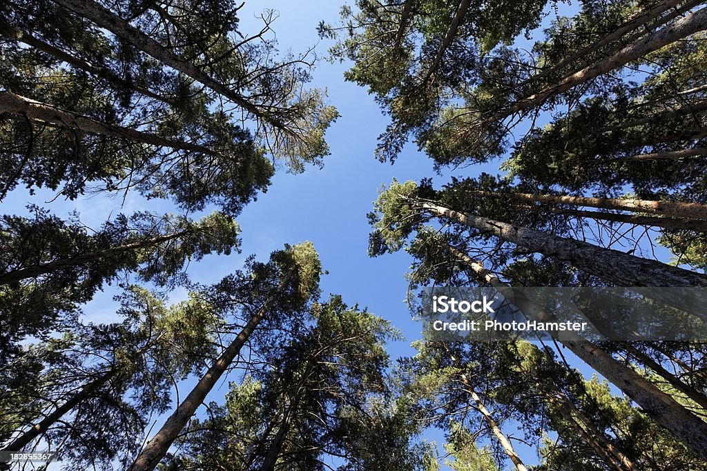 pine trees from below "looking up to blue sky in the middle of pine forest.Canon EOS 5D Mk II, image shoted in 08/2010. See also" Blue Stock Photo