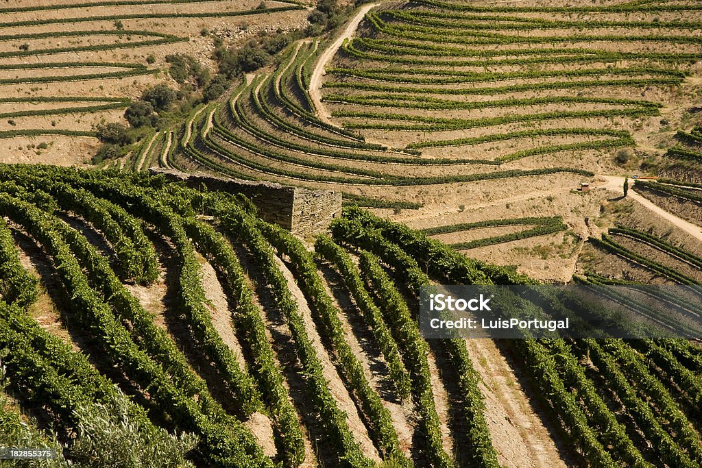 Valle del duero - Foto de stock de Agricultura libre de derechos
