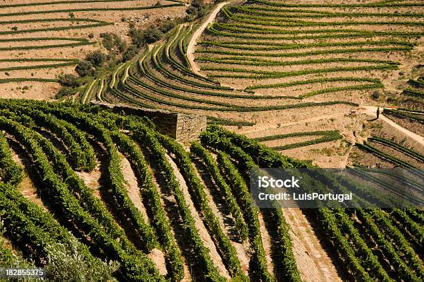 Valle Del Duero Foto de stock y más banco de imágenes de Agricultura - Agricultura, Aire libre, Anticuado