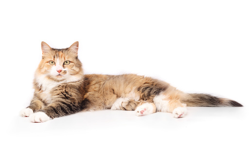 Full body of happy and relaxed fluffy long hair kitty with curious body language. 4 years old, female cat. Selective focus. White background.
