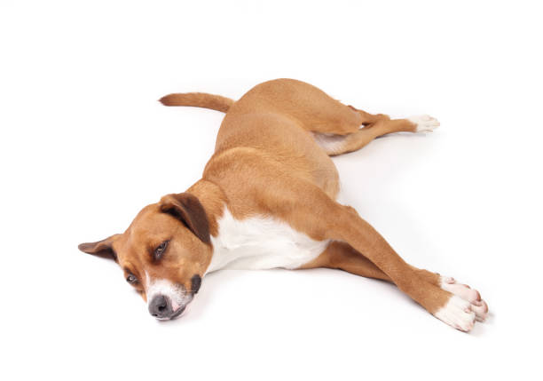 istock Happy dog lying stretched out. 1828554713