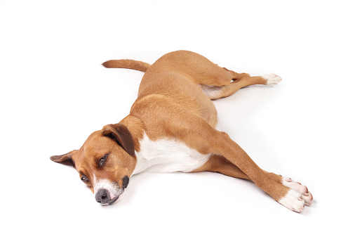 Relaxed cute puppy dog with stretched out legs to the side, feeling safe and secure. Female Harrier mix dog, brown, medium size. Selective focus. White background.
