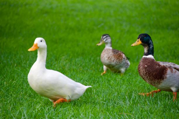 istock An couple of ducks 1828556255