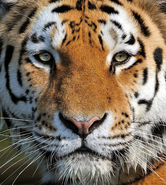 tiger portrait of a siberian tiger tiger safari animals close up front view stock pictures, royalty-free photos & images