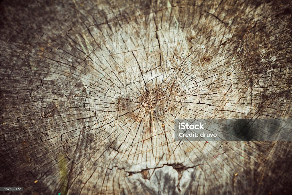 Cepo - Royalty-free Acidente Natural Foto de stock