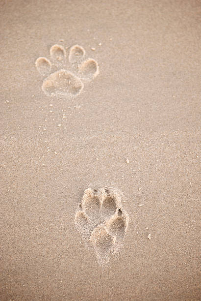 istock Two Paw Prints in Golden Brown Sand 182855787