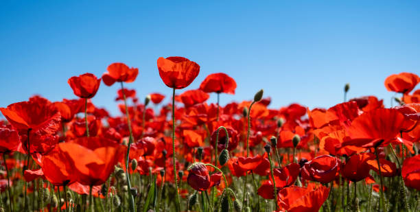 istock Red poppy wild flowers 1828559037