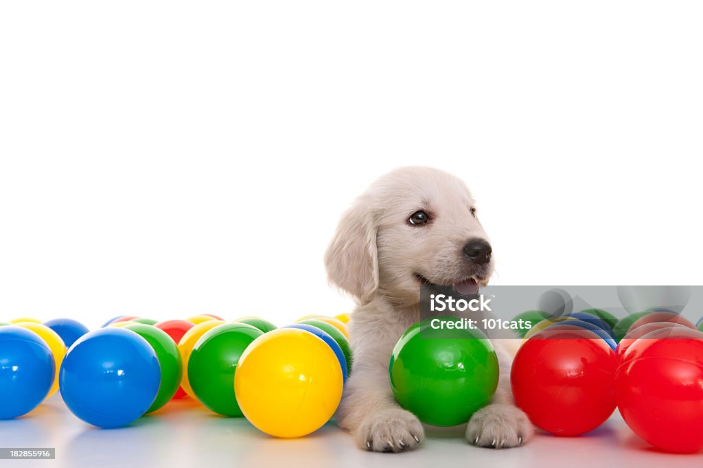 golden retriever little golden retriever with color balls Animal Stock Photo