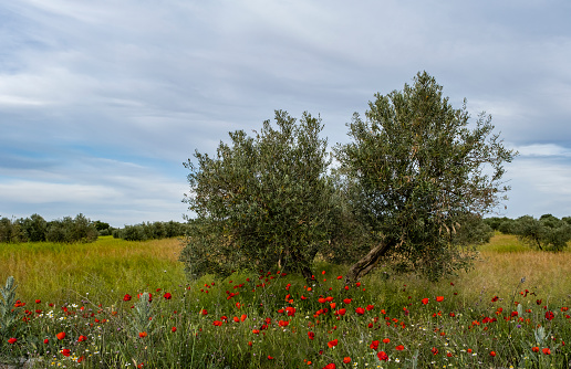 Olive tree (Olea europaea) field with blooming springtime wild red poppy flowers