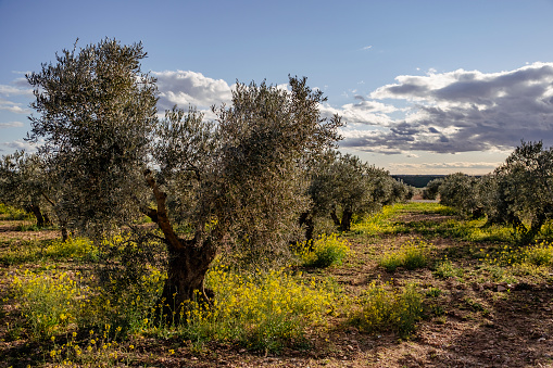 Olive trees growing in a newly plowed field. A sunny day. No people.