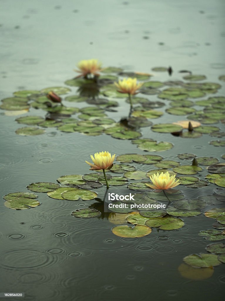 Водные лилии в дождь - Стоковые фото Без людей роялти-фри