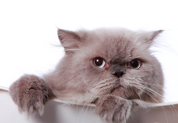 istock close up of a cat 182856259