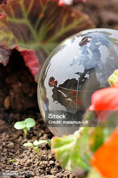 Little Planet Stock Photo - Download Image Now - Beauty In Nature, Bush, Close-up