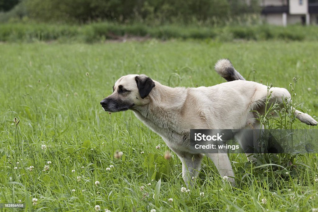 peeing perro - Foto de stock de Orinar libre de derechos