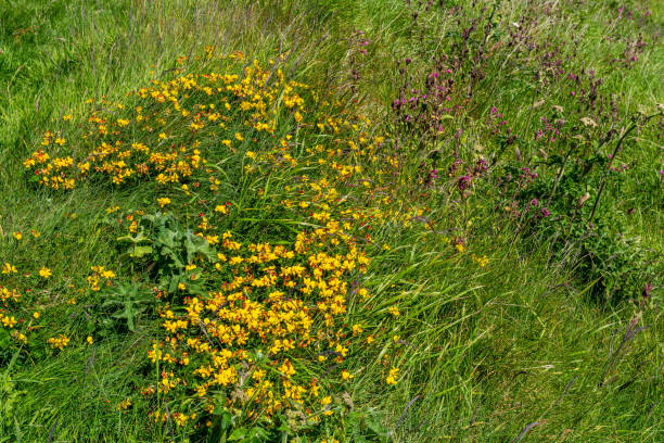 Birdsfoot Trefoil stock photo