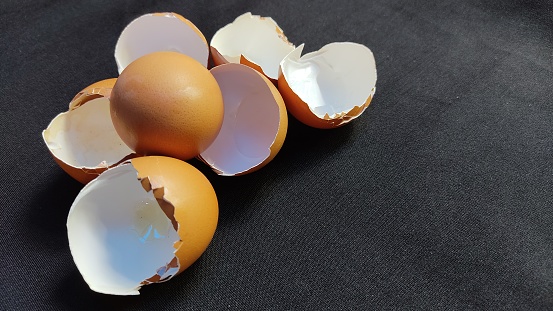 Brown color Eggshell