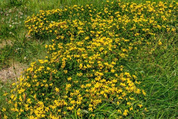 Birdsfoot Trefoil stock photo