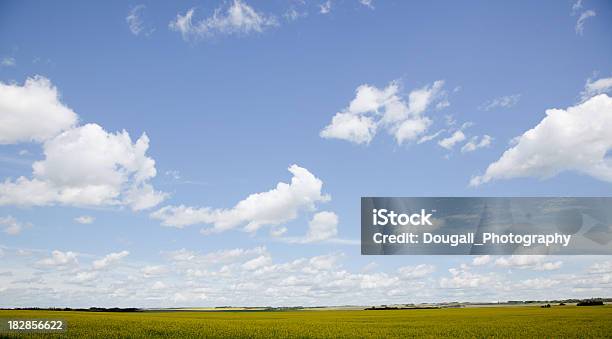 Photo libre de droit de Prairie Jaune Avec Fonds De Nuage banque d'images et plus d'images libres de droit de Agriculture - Agriculture, Canola, Champ