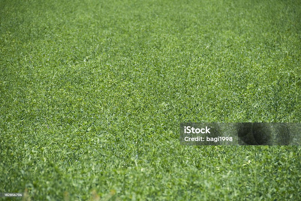 Verde grass - Foto de stock de Abstracto libre de derechos