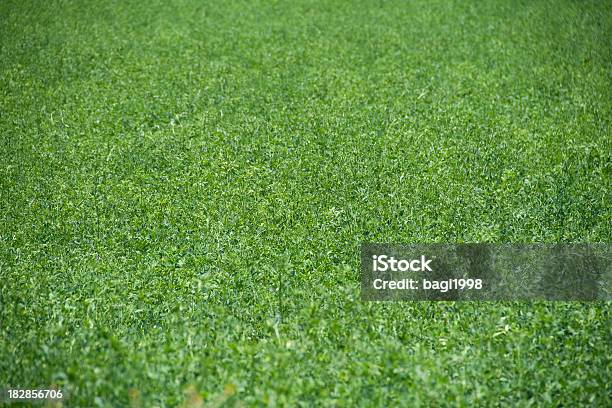 Verde Grass Foto de stock y más banco de imágenes de Abstracto - Abstracto, Agricultura, Aire libre