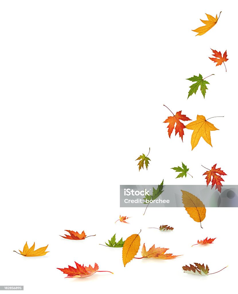 Падающие осень листья на белом фоне - Стоковые фото Лист роялти-фри