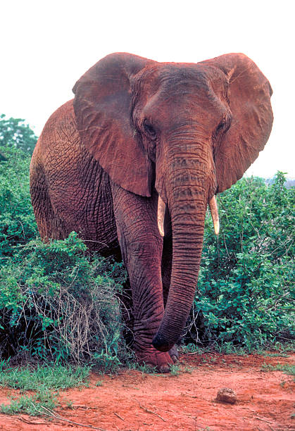 elefante llamada eleanor retrato en de tsavo este - eleanor fotografías e imágenes de stock