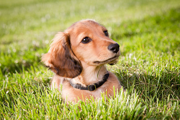 dachshund male dog, long-haired, chestnut