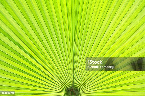 Junge Palm Leaf Nahaufnahme Stockfoto und mehr Bilder von Abstrakt - Abstrakt, Baum, Big Island - Insel Hawaii