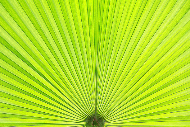jeune feuille de palmier gros plan - chlorophyll striped leaf natural pattern photos et images de collection