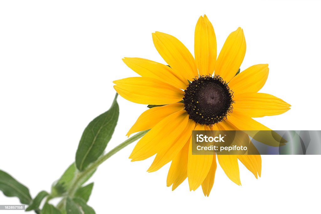 Uma flor - Royalty-free Margarida-amarela Foto de stock