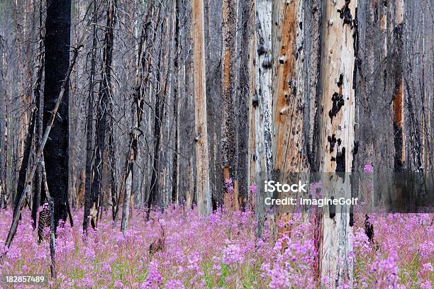 Incendio Forestal Y Wild Flores De Las Montañas Rocosas Canadienses Foto de stock y más banco de imágenes de Incendio forestal