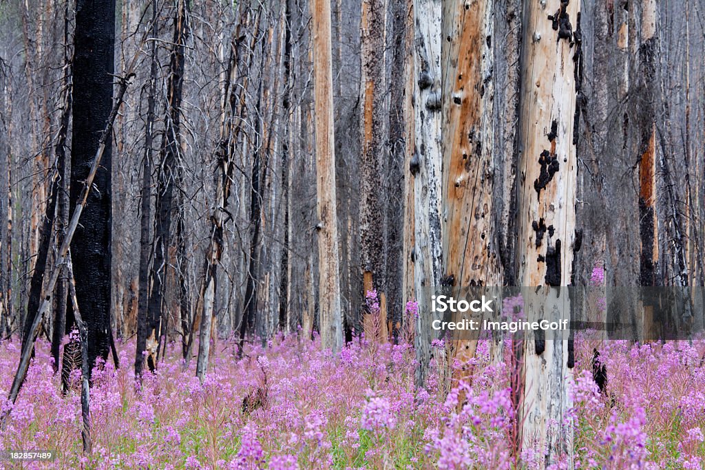 Feu de forêt et fleurs sauvages dans les Rocheuses canadiennes - Photo de Feu de forêt libre de droits