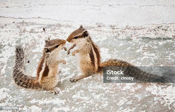 Chipmunks W Miłość - zdjęcia stockowe i więcej obrazów Tamias - Tamias, Zwierzę, Humor