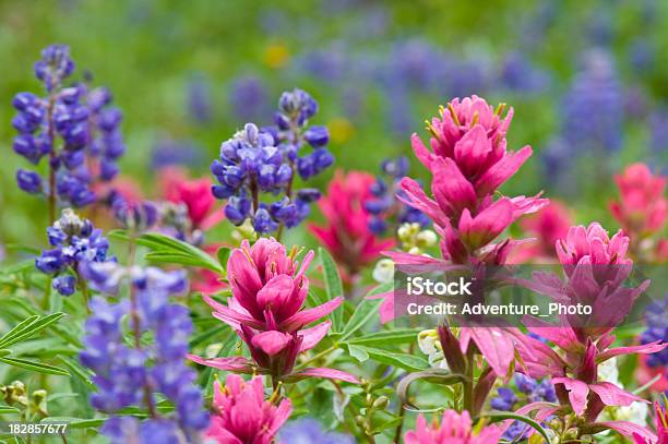 Rosa Castilleja E Lupino Fiori Selvatici - Fotografie stock e altre immagini di Castilleja - Castilleja, Fiore di campo, Colorado