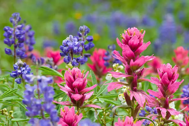 Pink Indian Paintbrush and Lupine Wildflowers.  Beautiful mountain meadow with bountiful flowers in bloom.  Selective focus with copy space.  Captured as a 14-bit Raw file. Edited in ProPhoto RGB color space.